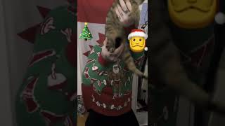 Dance #猫 #cat #ねこ #かわいい #クリスマス #christmas #short #cute