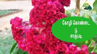 கோழி கொண்டை பூ சாகுபடி – Kozhi Kondai Flower Cultivation in Tamil