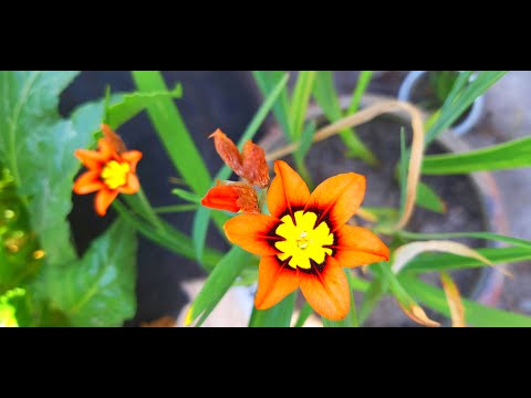 Is Sparaxis a perennial?