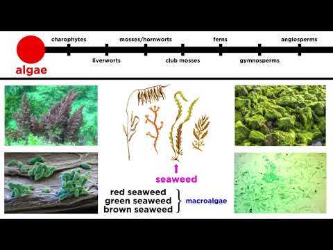 What does a Rhizoid do for nonvascular plants?
