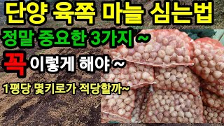 육쪽마늘 한지형 마늘 심는시기 방법 평당 몇키로가 적당할까