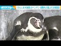 能登地震　「のとじま水族館」のペンギン10羽 避難先の富山市で公開 2024年2月7日