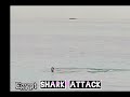 egypt shark attack full video