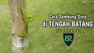 Cara Sambung Sisip/Okulasi di Tengah-tengah Batang Lantana