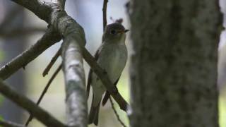 Singing Bird Brown Flycatcher コサメビタキのさえずり