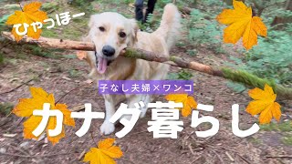 得意げに長い棒を運んで思い切り引っかかった愛犬は今日も元気いっぱいですw