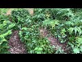 incredible permaculture nursery lots of plants left too