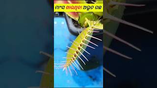 ଏହି ଗଛ ମାଂସ ଖାଏ 🤔? | amazing facts in odia #shorts #shortsfeed #odiafacts #odia_shorts #plants