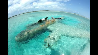 Snorkeling around a 1970s drug cartel plane wreck at Normans Cay