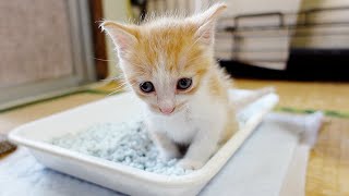 初めてのトイレトレーニングに挑む赤ちゃん猫…笑