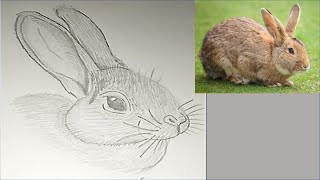 رسم الارنب How to Draw a Rabbit