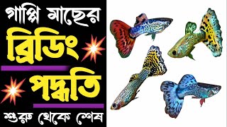 Guppy Fish Breeding || গাপ্পি মাছের প্রজনন পদ্ধতি || Breeding Tank সেটআপ || Expert Aquarist