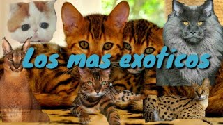 Top 4, Gatos híbridos, los más exóticos del mundo