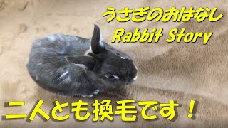 0　二人とも換毛が始まりました。　うさぎ　ネザーランドドワーフ Rabbit Netherland Dwarf