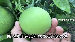 柑橘转色期遇到红蜘蛛爆发怎么办？