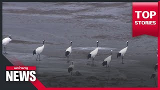 Winter life in DMZ: how red-crowned cranes survive cold