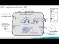 safety considerations for the development of antibody drug conjugates