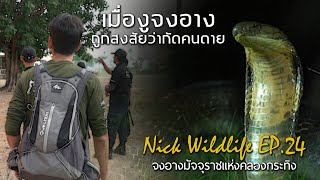 Nick Wildlife Ep.24 จงอางมัจจุราชแห่งคลองกระทิง