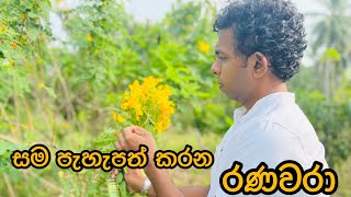 සම පැහැපත් කරන රණවරා රහස