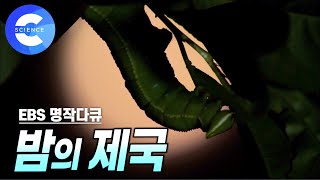 숲 속 동물 사체는 누가 치울까? 2센치 작은 벌레의 놀라운 괴력! | 사체 처리반 '넉점박이 송장벌레' | 자연 다큐