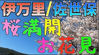 佐賀県伊万里市＆長崎県佐世保市❗️❗️ 「桜満開🌸」2021年3月25日 4K