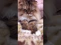 ふみふみしてたら眠くなっちゃったもふもふ猫 スコティッシュフォールド もふもふ 折れ耳 ほのぼの ふみふみ 猫 甘えん坊猫 モラン shorts