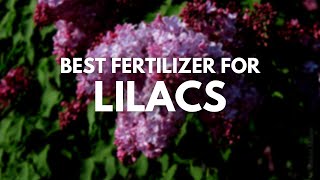 Best Fertilizer For Lilacs: For That Perfect Bloom