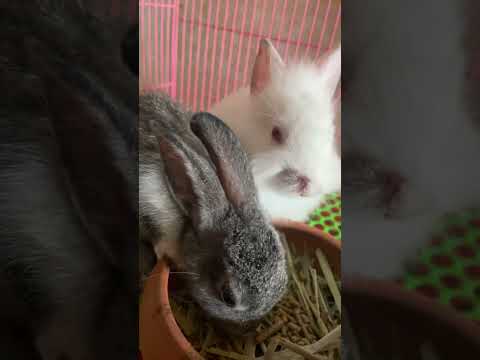Cute Rabbit Shorts Youtube Cute Rabbit Shorts Youtube