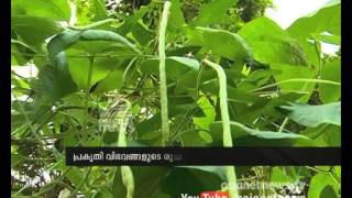 Organic farming in Kumarakom KTDC resort പ്രകൃതി വിഭവങ്ങളുടെ രുചിക്കൂട്ട്