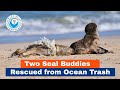 Two Seal Buddies Rescued from Ocean Trash