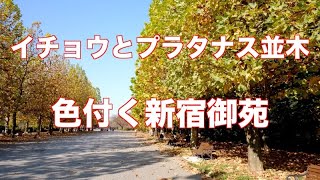 4K イチョウとプラタナス並木 紅葉新宿御苑 2020/11/17