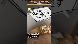 エレベーターセンサーにガスボンベイと間違えられたコーギー犬#動物 #犬 #コーギー #エレベーター #ガスボンベイ