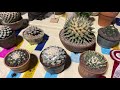 intercity cactus and succulent show tour 2021