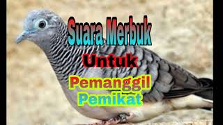 4. MP3 Suara Burung 🐦 Merbuk Pemanggil \u0026 Pemikat Sedap.