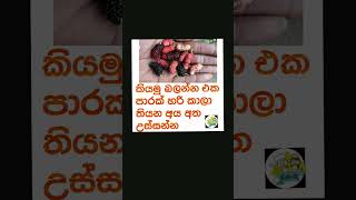 කියමු බලන්න #shortvideo#shortvideo#