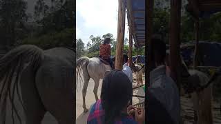 ആഹാ ഹ മൂന്നാറിലെ ദേവസേന- munnar days -best tourist place in Kerala-affordable horse ride-കുതിര സവാരി