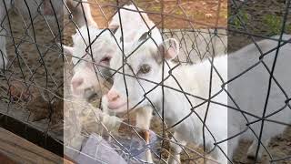 Parlee Farm- Apple picking and feeding goats