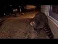 blondes vs brunettes raccoons choose