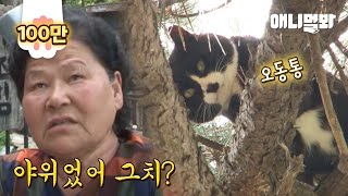 10m 나무 위에 살아도 뚱냥이 만드는 할매들의 위엄ㅋㅋ l Cat Living On Top Of A 10m-Tree For 2 Months?!