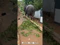 🥰🥰🥰🥰. പള്ളിക്കൽമോട്ടി poochengal_family pallikkal_elephants