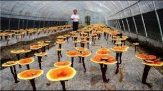 How it's Grow Reishi   Red Reishi Mushroom Farm   Reishi Mushroom Harvest and Processing   YouTube