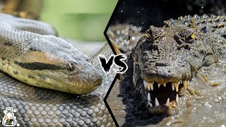 ANACONDA VS CROCODILE - Who is King of the Reptiles?