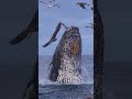 blue whale 🐋 shark fish shortvideo