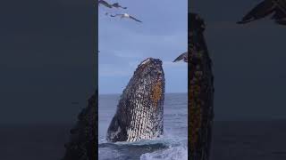 blue whale 🐋 shark fish #shortvideo