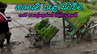 ඉන්දන අවශ්‍ය නැති ගොයම් පැළ සීටවීමේ යන්ත්‍රය / Transplanting Machine/goyam pala sitaweeme