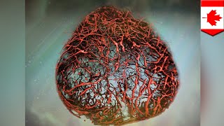 Human blood vessels grown in lab for first time - TomoNews