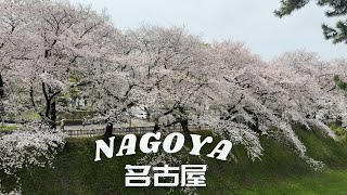 名古屋賞櫻最佳地點 ，超好吃飛驒牛，日本五大國寶城之一｜Best cherry blossom in Nagoya, delicious local Hida beef, Inuyama Castle