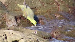 海水を飲むアオバト