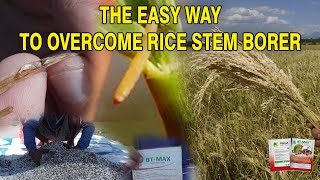 The Easy Way to Overcome Rice Stem Borer