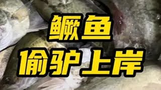 黑坑鳜鱼偷驴想要上鱼，说白了就两点：塘里有鱼，鱼开口！ 黑坑 鳜鱼偷驴 蝶舞虾 颤摆虫针尾 尼尔路亚